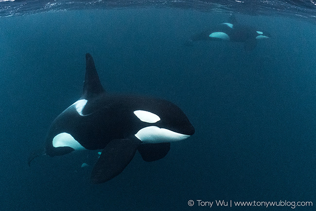 male orca in norway