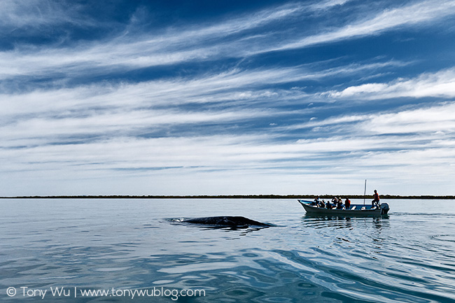 gray whale watching baja california