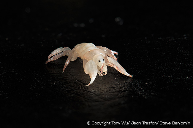 Cyamus ovalis whale lice