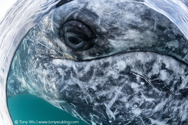 adult male gray whale