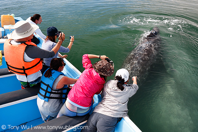 gray whales, baja california, mexico