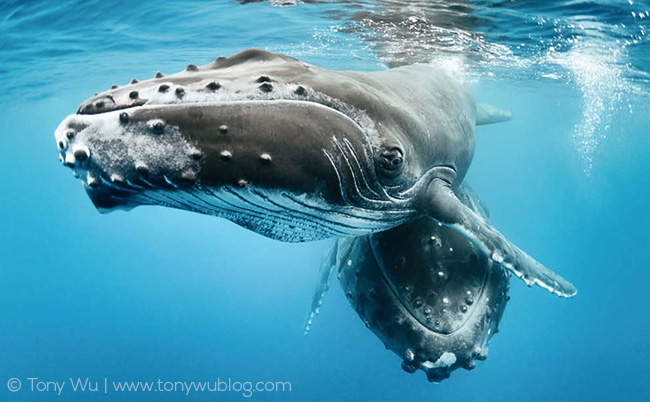 humpback whale calf with mother