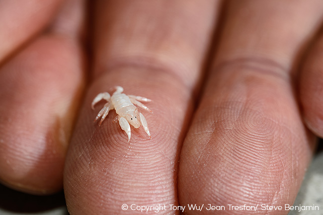 Cyamus ovalis whale lice