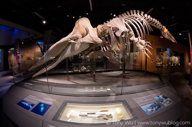 sperm whale skeleton, Singapore natural history museum