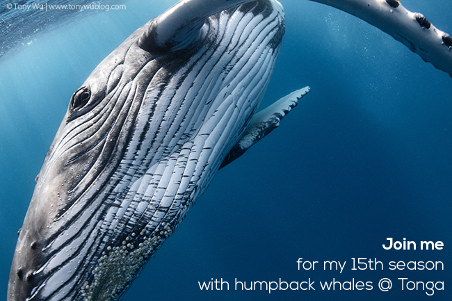 humpback whale calf