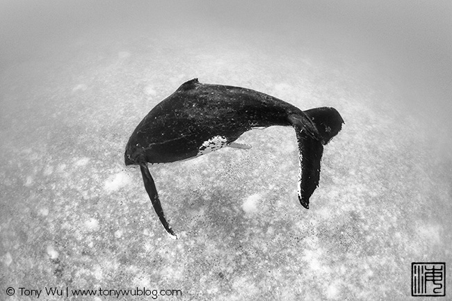 humpback whale singer, tonga