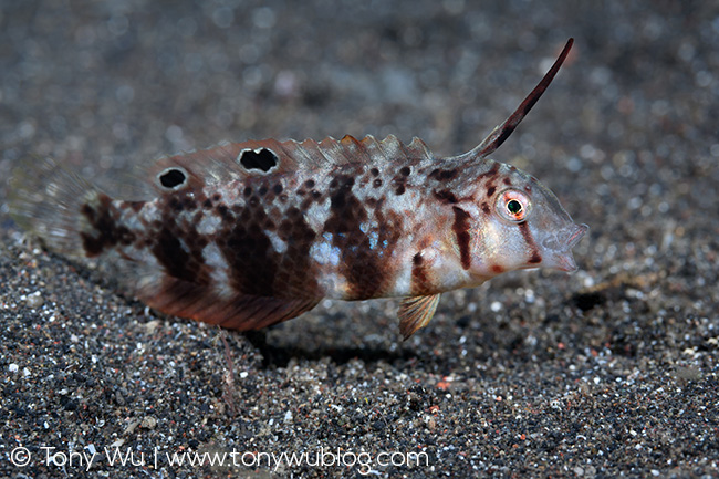 Iniistius aneitensis juvenile