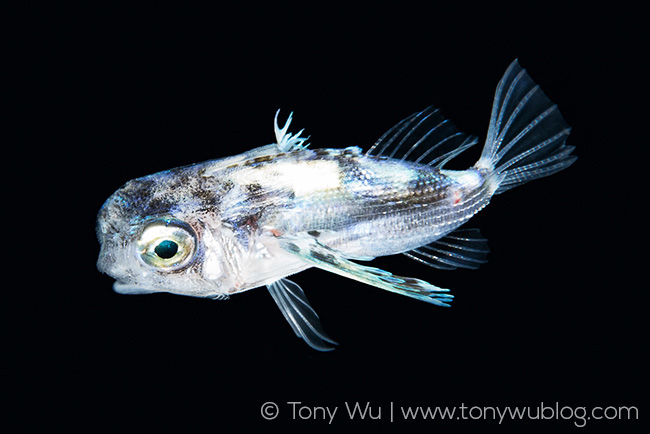 Juvenile Dactylopus orientalis flying gurnard