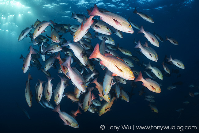 Lutjanus bohar spawning aggregation in Palau