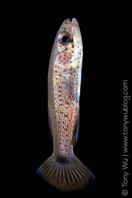 Pseudamia amblyuroptera cardinalfish