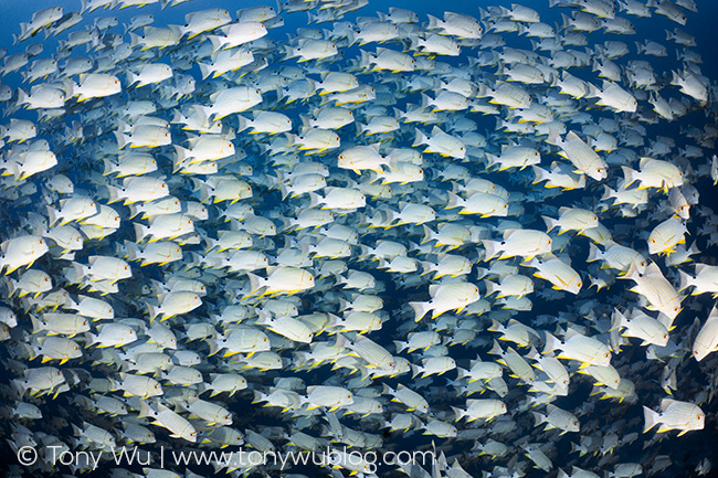 Symphorichthys spilurus spawning palau