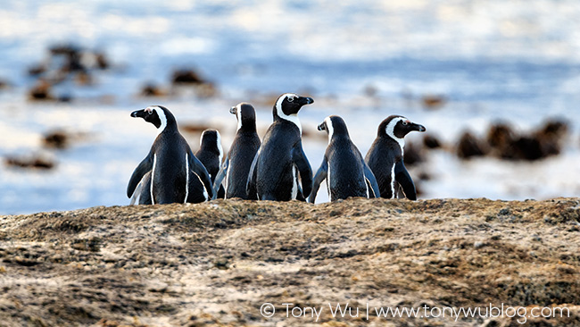 African penguins (Spheniscus demersus)