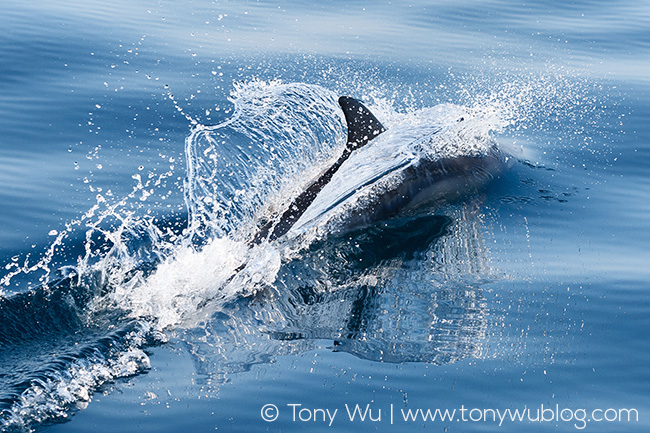 Tursiops aduncus, South Africa