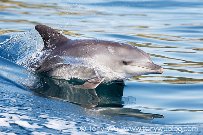 Indo-Pacific bottlenose dolphin, Tursiops aduncus