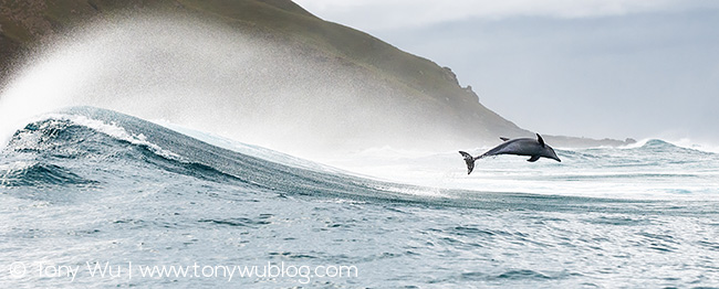 Tursiops aduncus surfing, South Africa