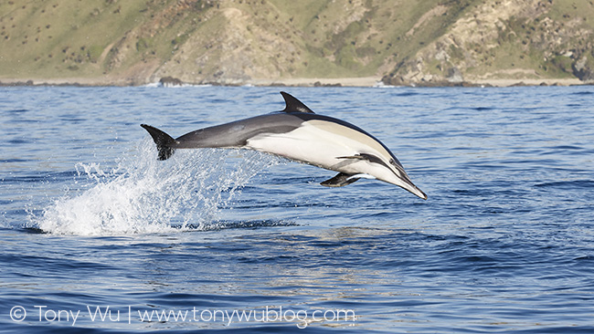 Delphinus delphis tropicalis