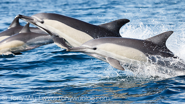 Indo-Pacific common dolphins (Delphinus delphis tropicalis)