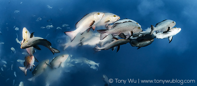 Lutjanus bohar spawning aggregation