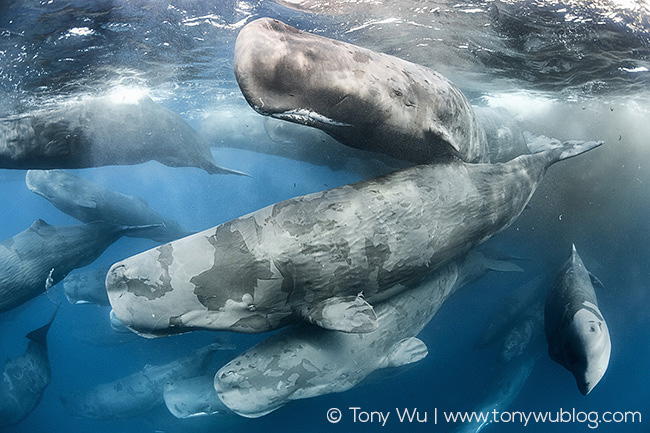 hundreds of sperm whales