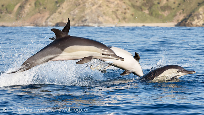 common dolphins hunting sardines