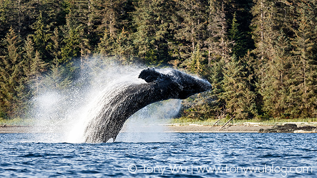 humpback whale breaching, alaska humpback whale breaching, alaska