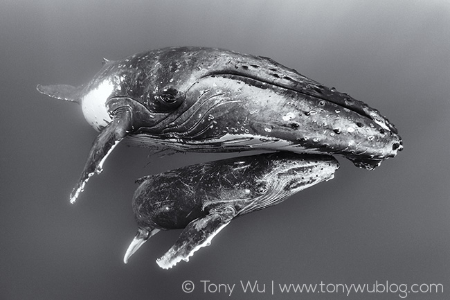 humpback whale female with calf, Tonga