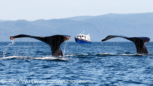 humpback whale flukes, alaska