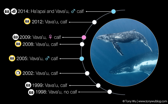 humpback whale calf birth history