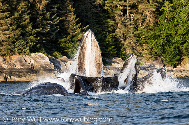 humpback whales bubble net feeding