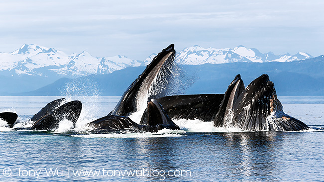 humpback whales bubble net feeding