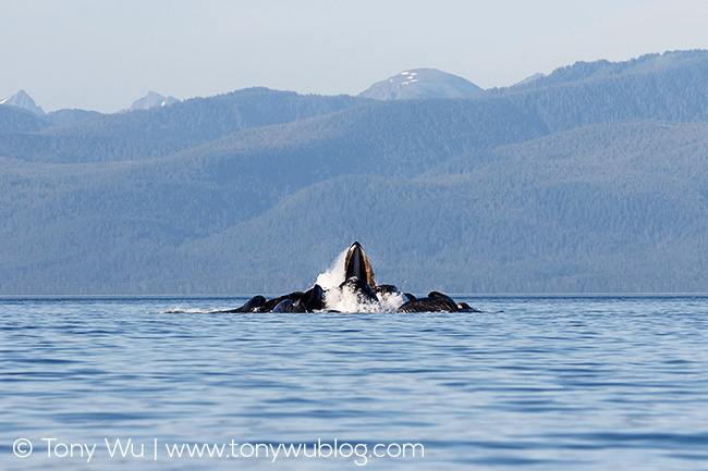 humpback whales bubble net feeding