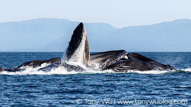 Humpback whales bubble net feeding