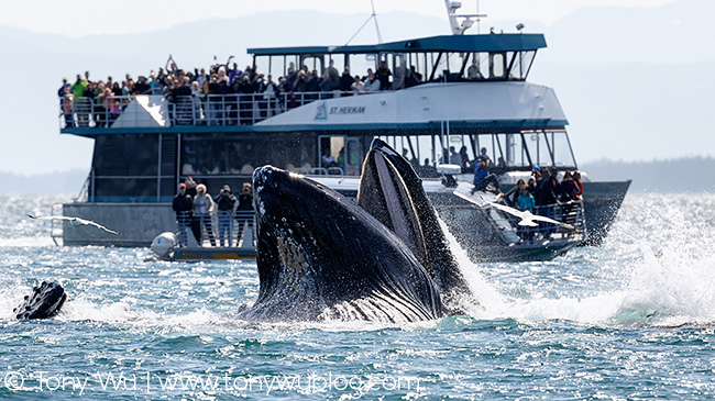 humpback whales bubble net feeding