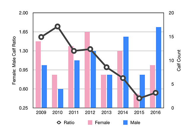 Ratio of female to male humpback whale calves