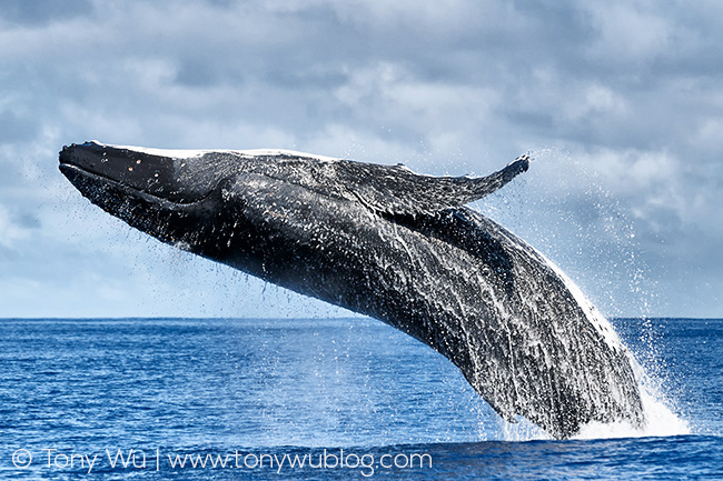 humpback whale breaching