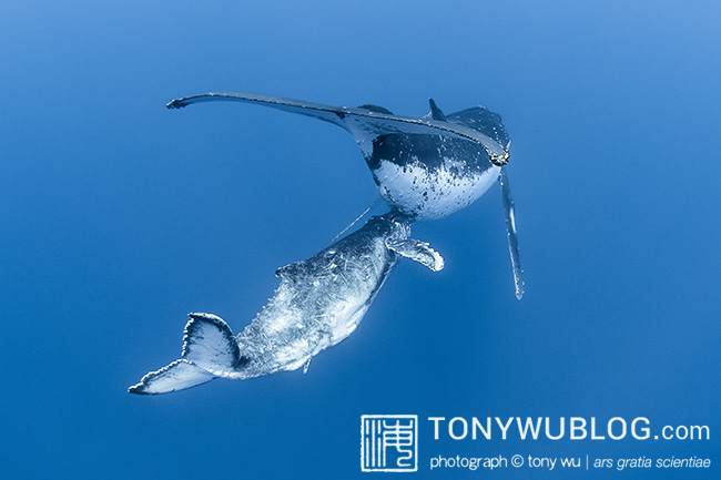 humpback whale calf nursing