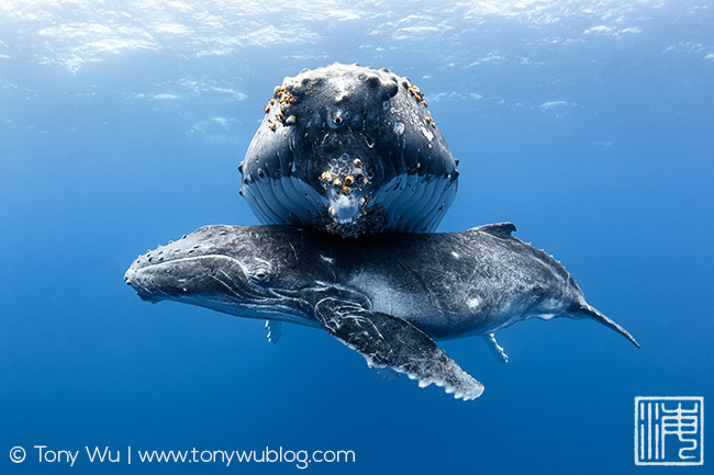 humpback whale mother and calf