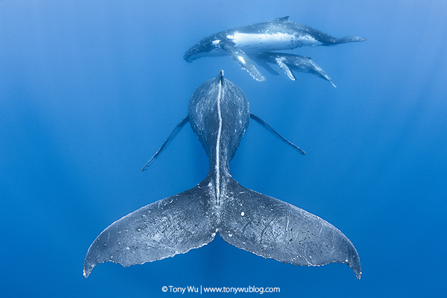 humpback whale female, calf, and escort