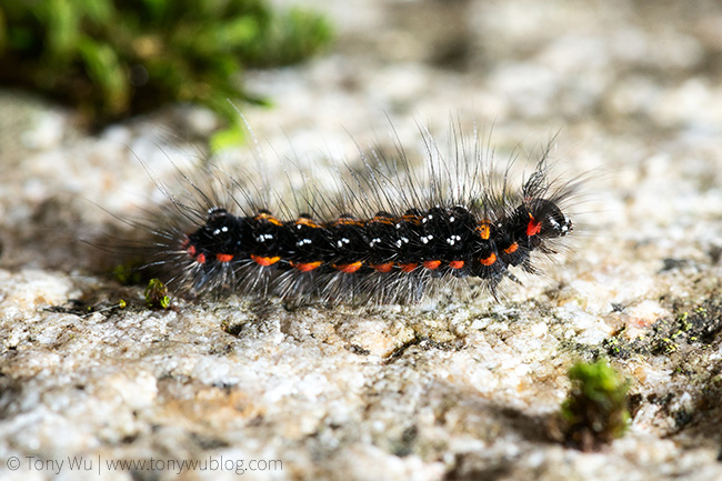 Euproctis piperita caterpillar