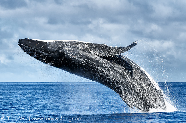 humpback whale breaching