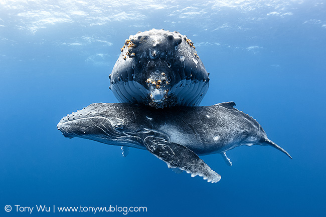 humpback whale female with calf
