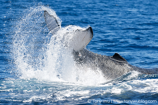 humpback whale calf peduncle slap