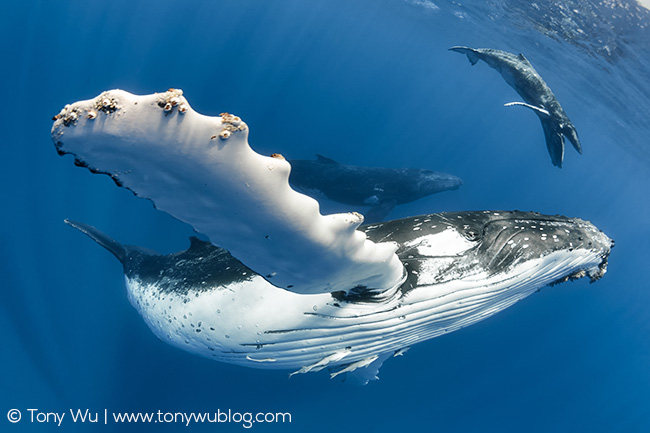 humpback whale female, calf, escort