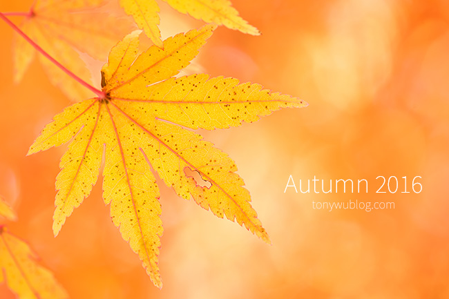 Japanese momiji maple leaves autumn Japanese momiji maple leaves autumn