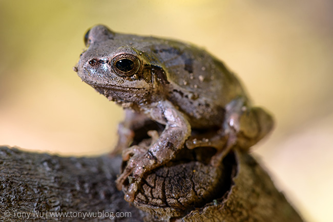 Japanese tree frog (Hyla japonica)