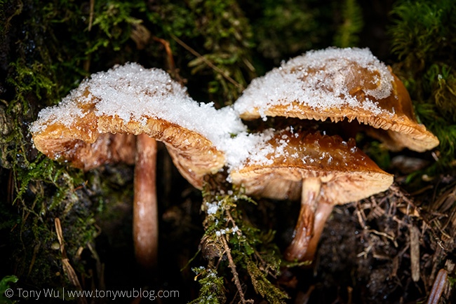 mushrooms and snow, Nagano, Japan