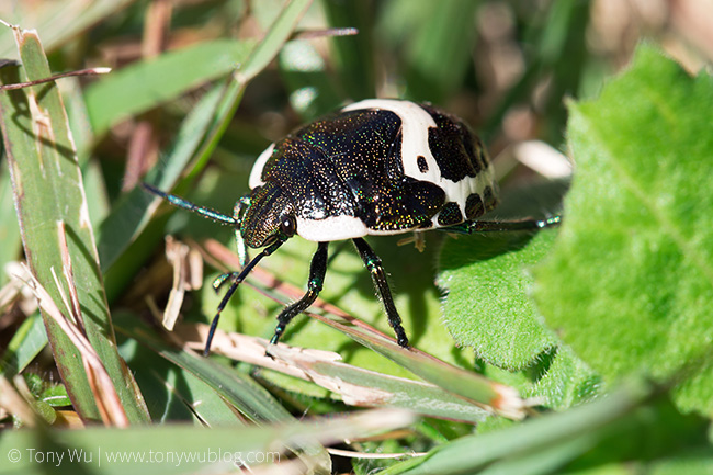 juvenile clown stink bug (Poecilocorus lewisi) juvenile clown stink bug (Poecilocorus lewisi)
