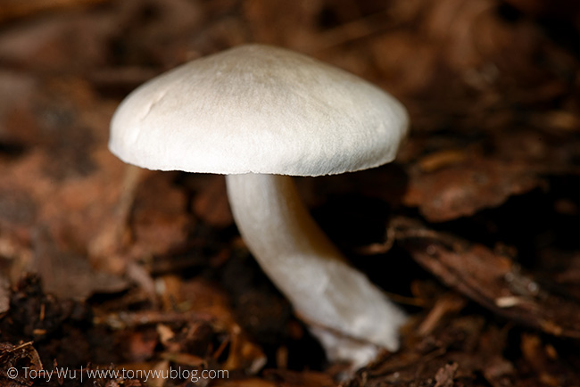 white mushroom, Nagano, Japan