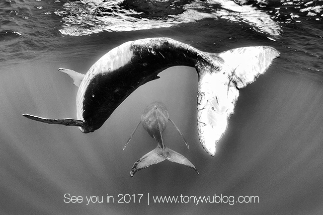 humpback whale calf and mother