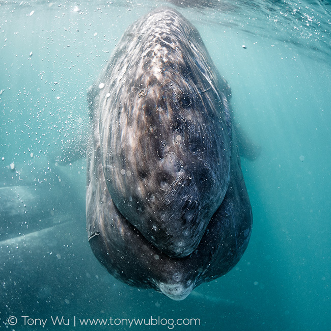 gray whale calf, Baja